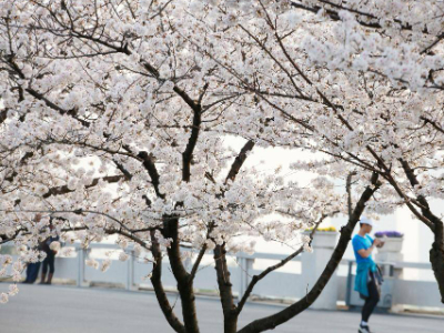 大地着春装 樱花伴春开